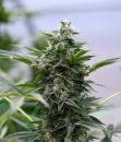 Peach Goliath CBD Feminisiert | 3 Cannabis Samen